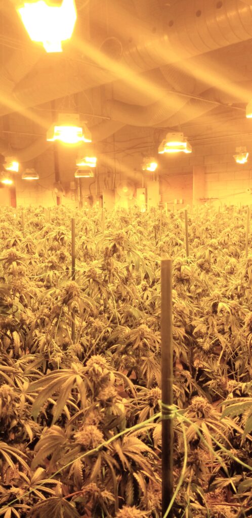 The image shows an indoor growing facility with numerous cannabis plants. The room is equipped with high-intensity grow lights emitting a yellowish glow, which suggests the use of high-pressure sodium (HPS) lamps commonly used for indoor plant cultivation. The plants are arranged in rows and supported by stakes with strings tied around them for structural reinforcement. The background features ventilation ducts, fans, and electrical panels, indicating a controlled environment for optimal plant growth. The overall lighting and setup suggest this is a professional or large-scale cultivation facility. There are no egress paths for occupants to evacuate in case of a fire.